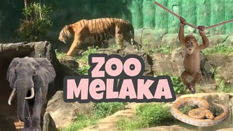 Zoo Melaka Animals 2020 Tempat Menarik Di Melaka Place To Visit At