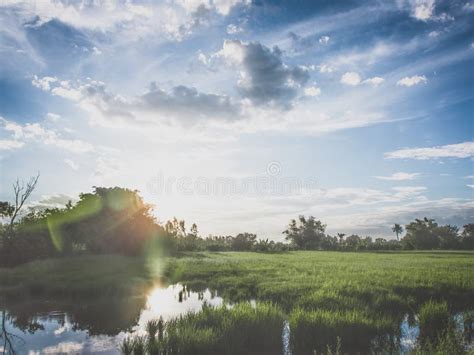 Thai Nature Landscape Sunset On Rice Field With Beautiful Blue Sky And