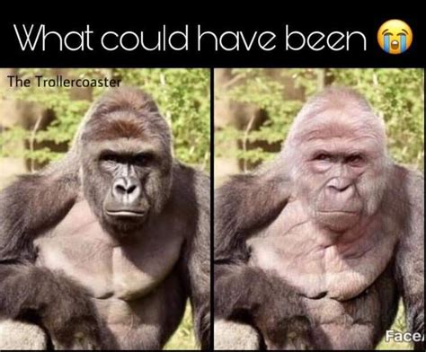 Pin By Chris Morgan On Funny Gorilla Animals Funny