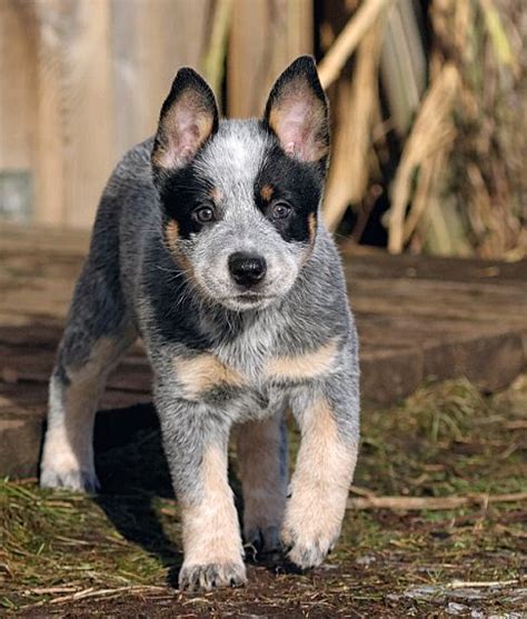 35 Best Blue Heelers And Red Heelers Images On Pinterest