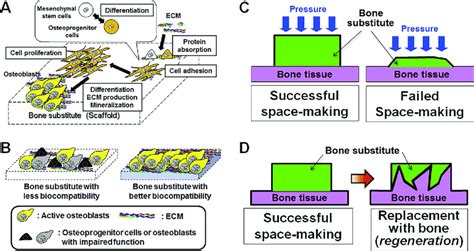 Basic Properties Of Bone Substitutes Required For Bone Formation A