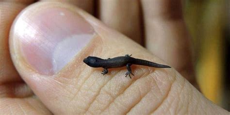 Smallest Animals In The World 15 Tiniest Species Ranked ️ 2022