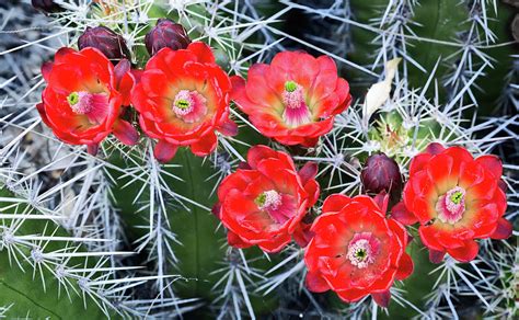 Endangered Arizona Hedgehog Cactus Photograph By Osha Davidson Fine