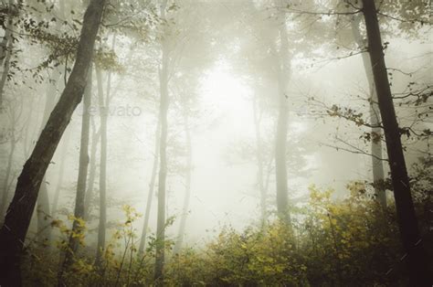 Enchanted Fairy Tale Forest With Fog Stock Photo By Andreiuc88 Photodune