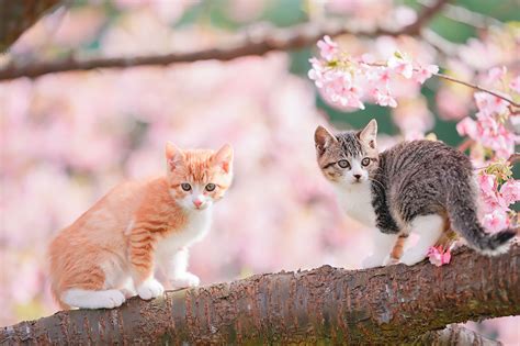 Japanese Photographer Snaps Charming Scene Of Cats Playing On Cherry