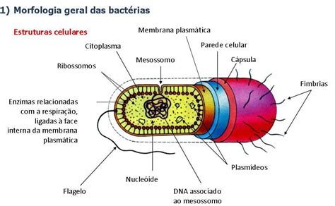 Resumo Das Matérias Bactéria