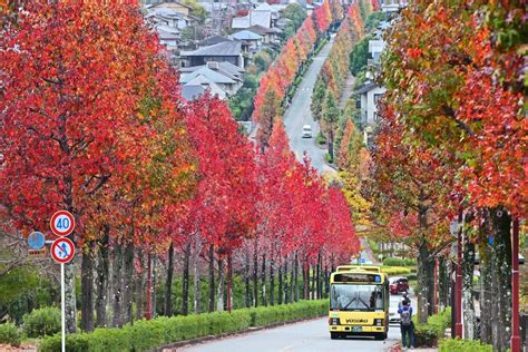 モミジバフウの並木道、秋のグラデーション 京都・桂坂ニュータウン 毎日新聞