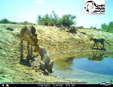 Hope For Asiatic Cheetah In Iran Iucn Nl