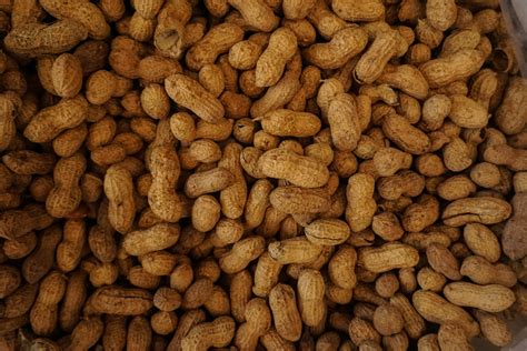 Peanut Allergy Causes Symptoms And Treatment Acaai Public Website