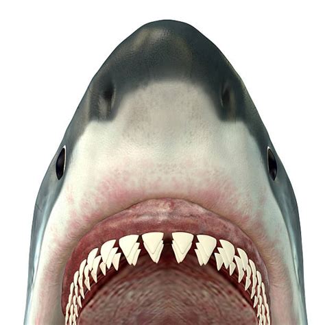 Best Shark Teeth Stock Photos Pictures And Royalty Free Images Istock