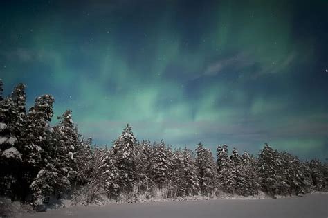 Aurora Borealis Over Snowy Pine Forest Finland Print 15232268