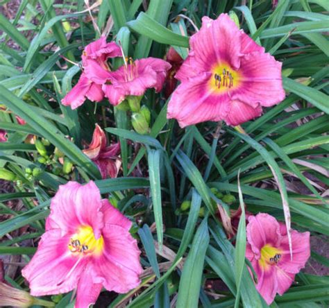 Daylily Rosy Returns Rose Pink Everblooming Hemerocallis Perennial