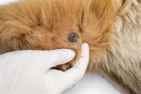 Papilloma Dog Stages Pictures Causes Treatment And More
