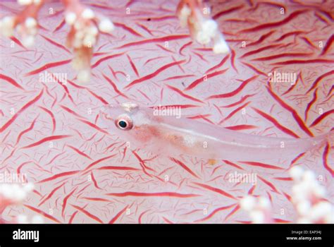 Softcoral Ghost Goby Pleurosicya Boldinghi Moalboal Cebu