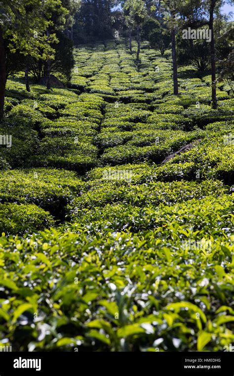 Tea Plantation Kerala India Stock Photo Alamy