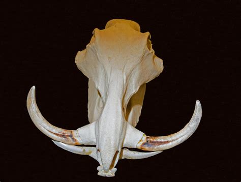 Warthog Skull Photograph By Millard H Sharp Pixels