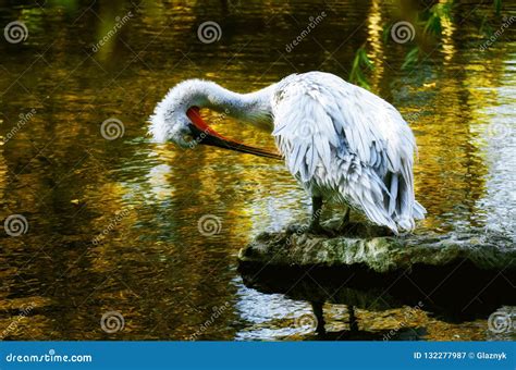 Pelican In The Zoo Stock Image 132277987