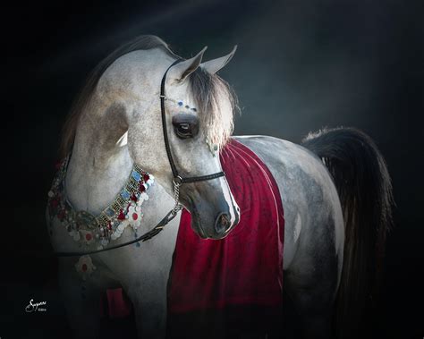 Arabian Gallery I Equine Photography By Suzanne Inc