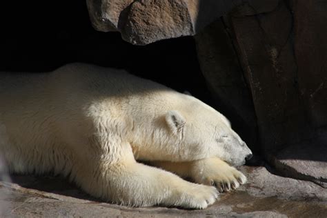 Sleeping Polar Bear — Weasyl