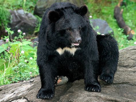 Funny Black Bear Pics Funny Animal