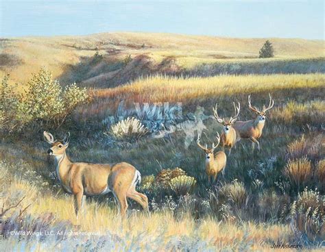 jim kasper hand signed and number limited edition print showing off mule deer wild wings
