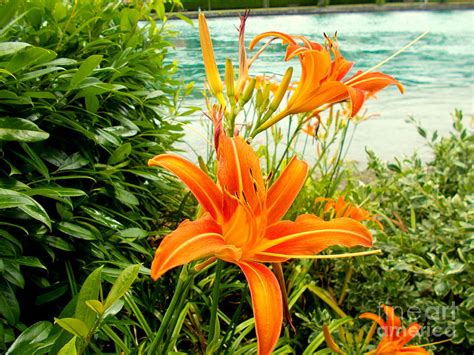 floral beauties photograph by angelika heidemann fine art america