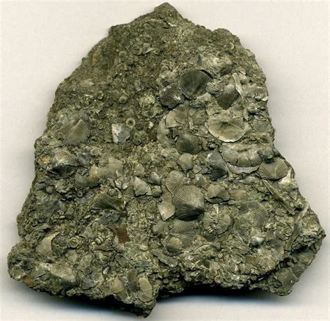 Fossiliferous Limestone From The Upper Ordovician Kope Formation