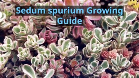 Cacti And Succulents Sedum Spurium Tricolor Hardy Succulent Alpine