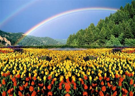 Flowers And Double Rainbows Pixdaus Great Pictures Beautiful