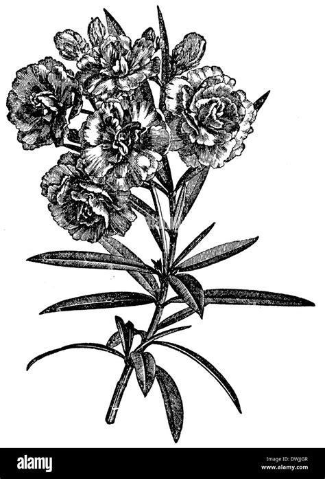 Old Illustration Nerium Oleander Black And White Stock Photos And Images