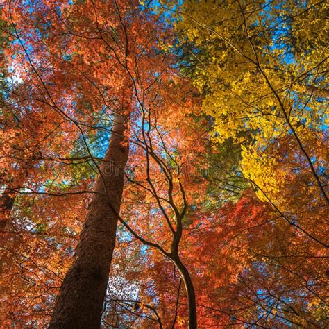 Multi Colour Trees In The Autumn Forest Stock Image Image Of Outdoors