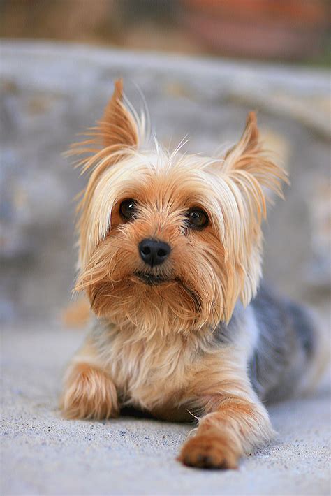 35 Best Small Dog Breeds List Of Top Small Dogs With Pictures