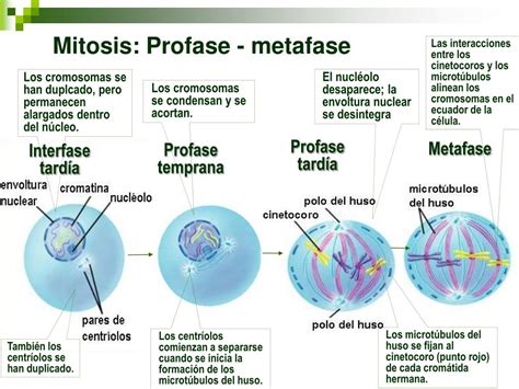 Ppt Reproducción Celular Continuidad De La Vida Powerpoint