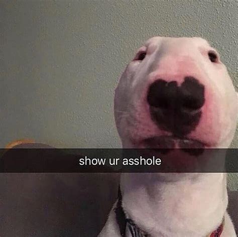 Show Ur A Nelson The Bull Terrier Walter Know Your Meme