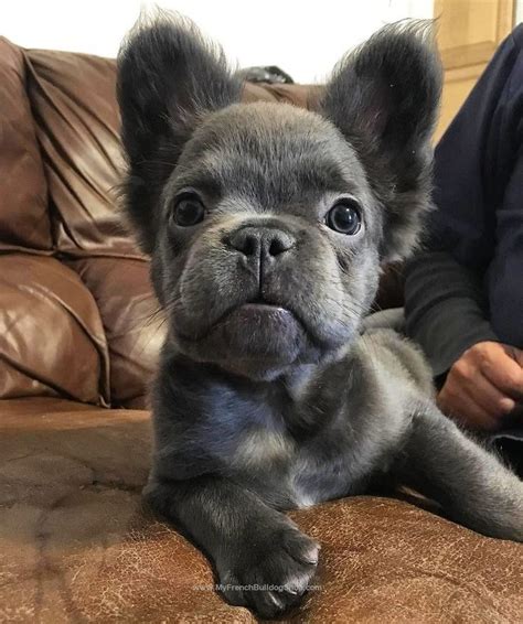 Hairy French Bulldog Learn More Here Bulldogs
