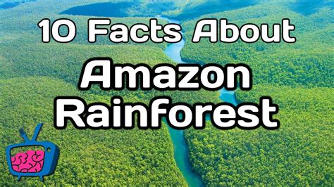 Amazon River Brazil Ideas Rainforest Facts For Kids Rainforest