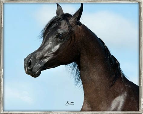 Pin By Bianka Rohde On Arabian Horses Black Arabian Horse Egyptian