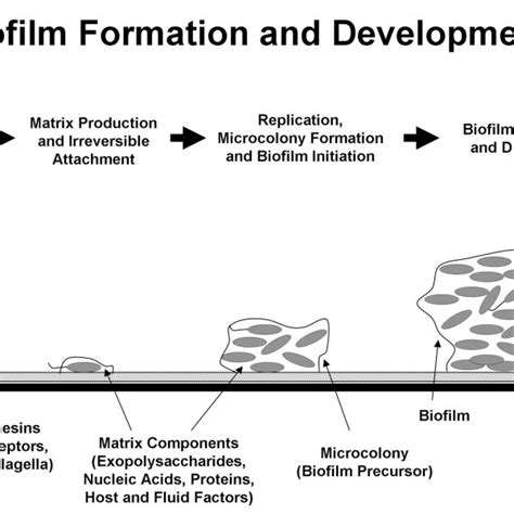Schematic Representation Of The Process Of Biofilm Formation And