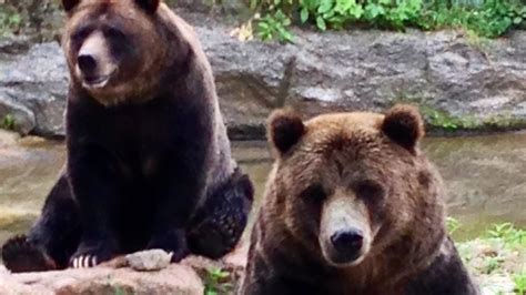 Central Park Zoo Getting 2 Grizzly Bears Nbc New York
