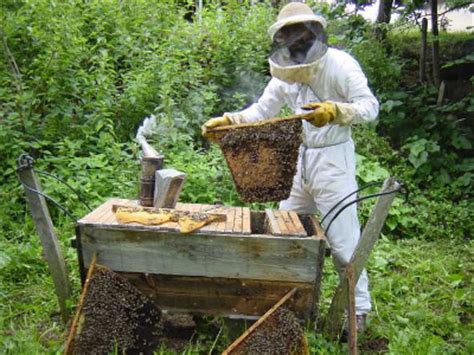 This hive resembles a wedge box with wooden bars of specific measurements at the wide top part and a roof above the bars. Top bar hive