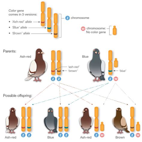 Mutation Liée Au Sexe Crossing Over Mutation Pêche Page 2