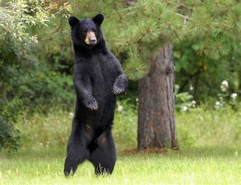 american black bear coniferous forest