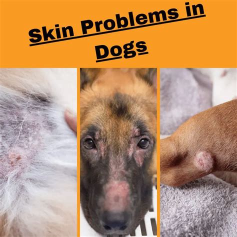 Understanding Common Skin Problems In Dogs And How To Treat Them Dog