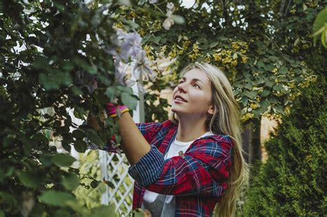 Woman Picking Flowers In Garden Stock Photo