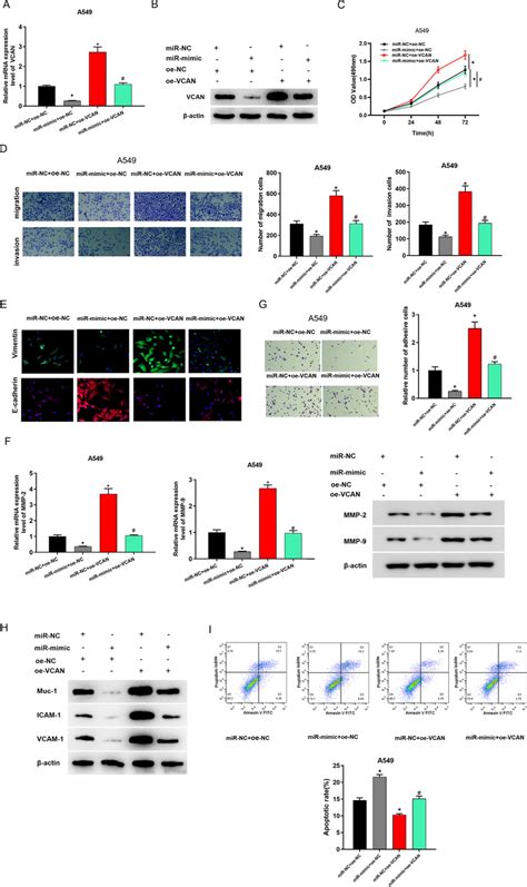 Mirna 30a 5p Targets Vcan To Regulate Luad Cell Proliferation