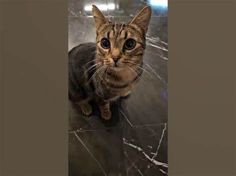 женская психология#shots#прикол#озвучка#юмор#питомцы#ржака#кот# Картинка - женская психология#shots#прикол#озвучка#юмор#питомцы#ржака#кот#