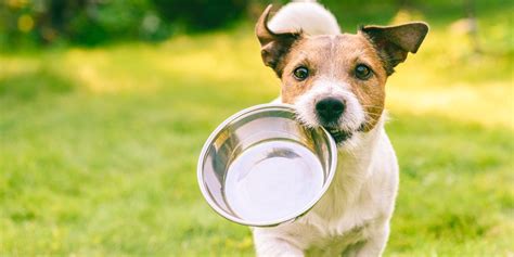 The Feeding Routine — Always Faithful Dog Training