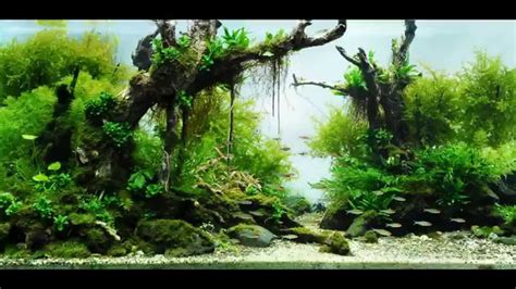 See more ideas about aquascape, fish tank, aquarium fish. Most Beautiful Aquascapes (Underwater Landscapes) - YouTube