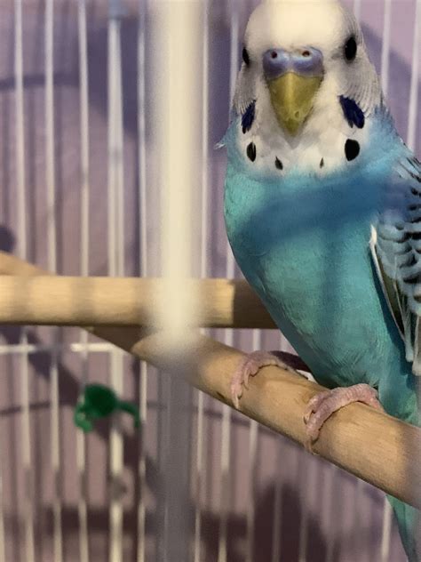 In Camby Blue Budgie Dec 30 2019