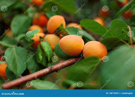 Apricot 2 Stock Image Image Of Fruit Leaf Ripe Farm 14873505